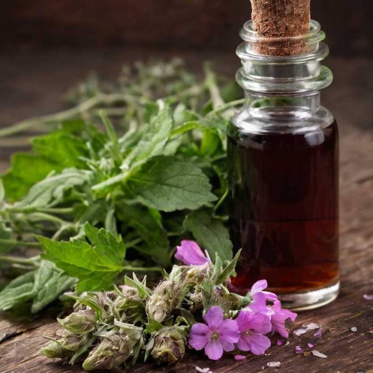 herbal tinctures for bad-taste Althaea officinalis