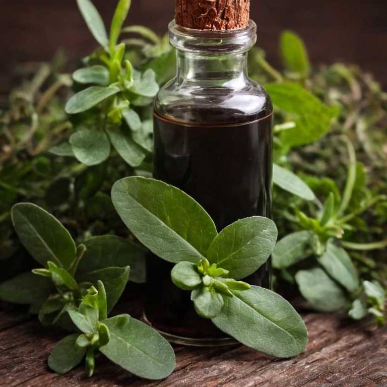 herbal tinctures for bad-taste Gaultheria procumbens