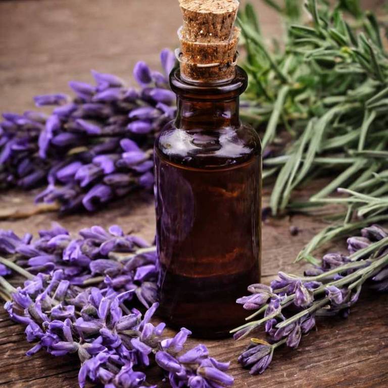 herbal tinctures for baldness Lavandula angustifolia