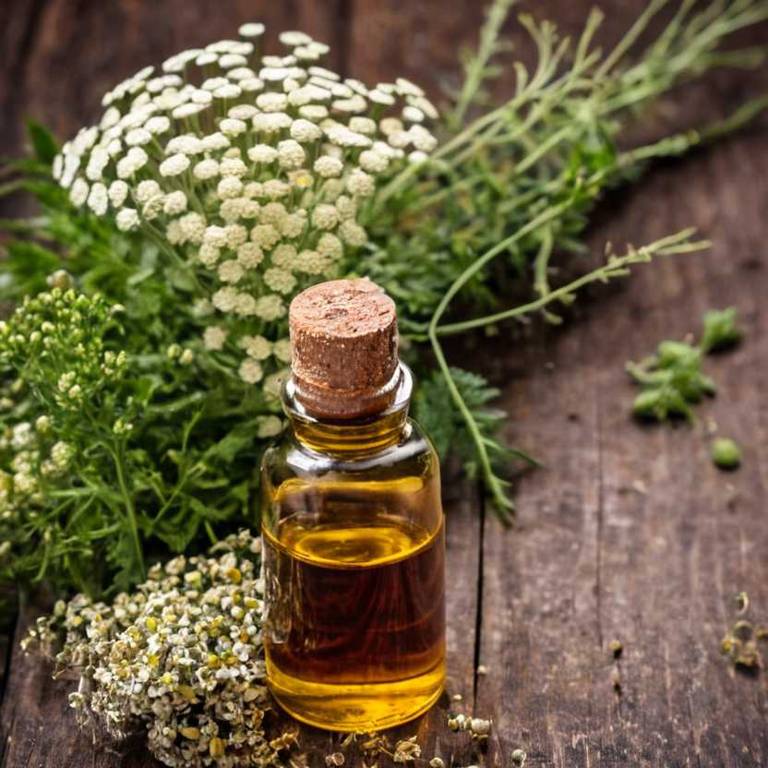 herbal tinctures for bee-sting Achillea millefolium