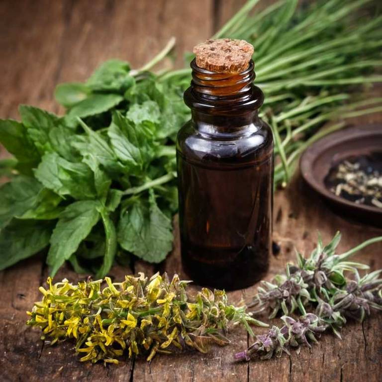 herbal tinctures for bee-sting Plantago major