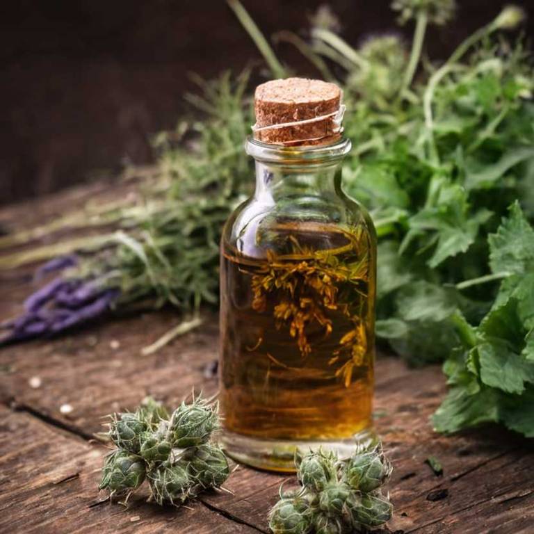 herbal tinctures for benign-prostatic-hypertrophy Arctium lappa