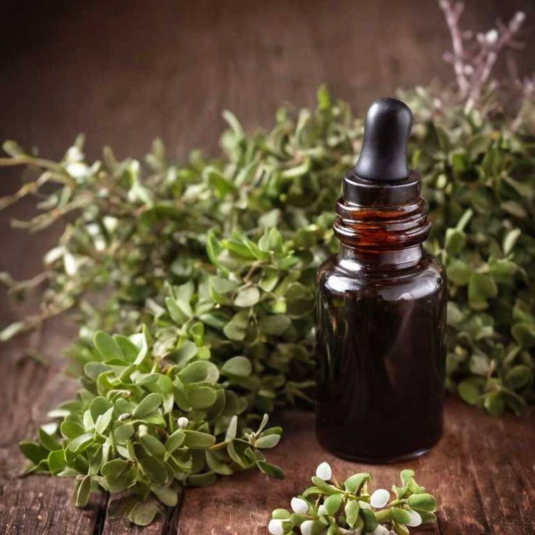 herbal tinctures for bladder-infection Arctostaphylos uva ursi