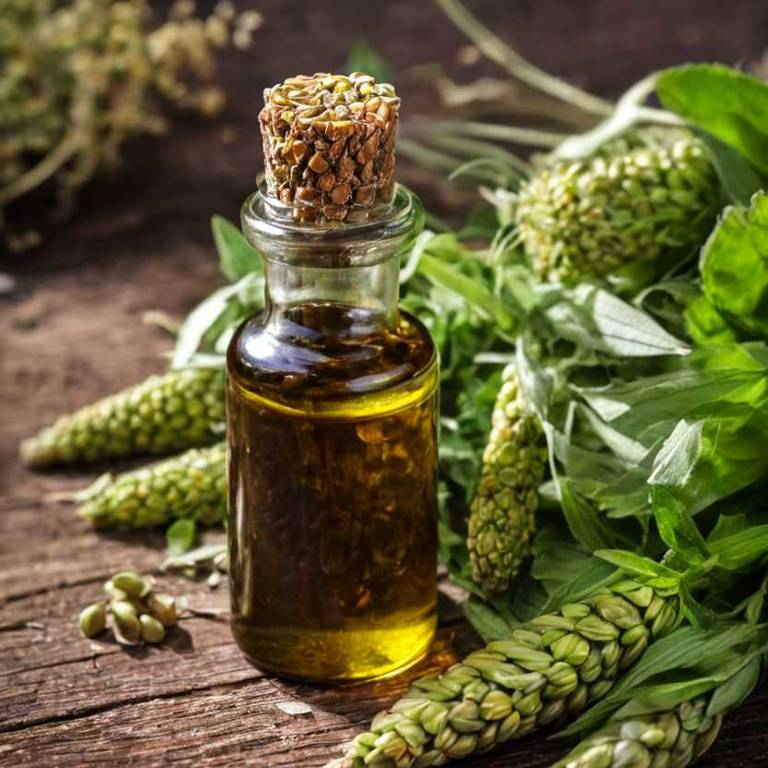 herbal tinctures for bladder-infection Zea mays