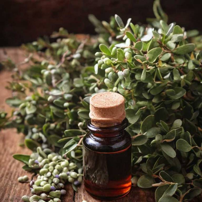 herbal tinctures for bladder-pain Arctostaphylos uva ursi