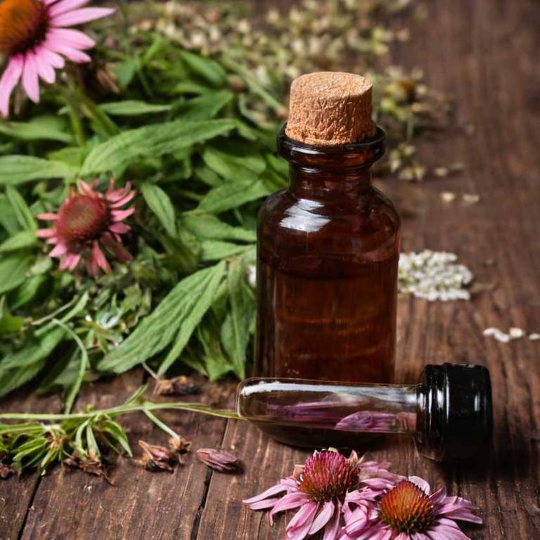 herbal tinctures for bladder-pain Echinacea angustifolia