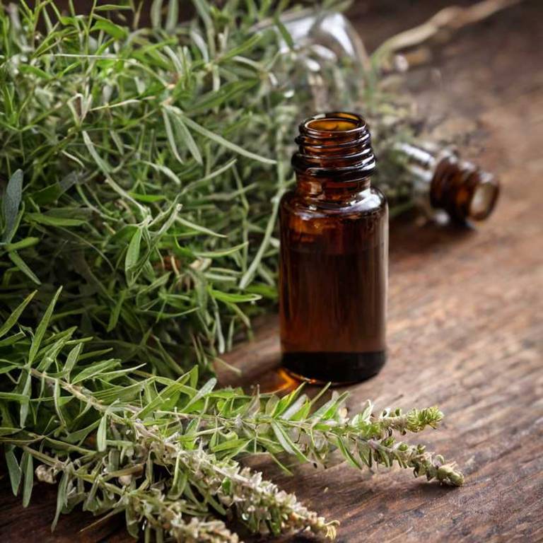 herbal tinctures for body-odor Melaleuca alternifolia