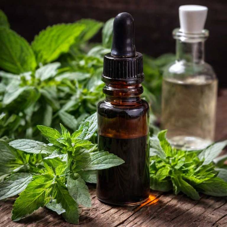 herbal tinctures for breastfeeding-breast-pain Mentha x piperita