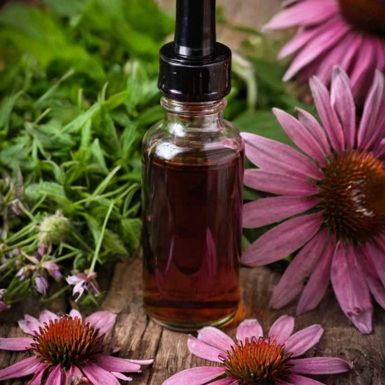 herbal tinctures for breastfeeding-nipple-pain Echinacea purpurea