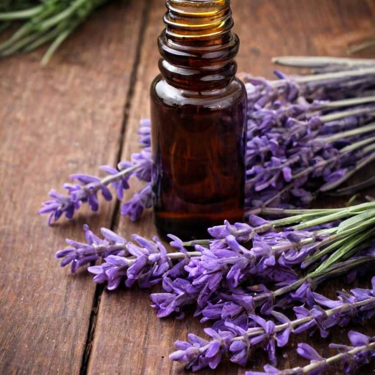 herbal tinctures for breastfeeding-nipple-pain Lavandula angustifolia