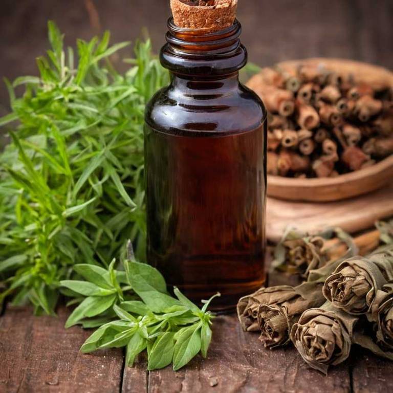 herbal tinctures for bronchitis Cinchona officinalis