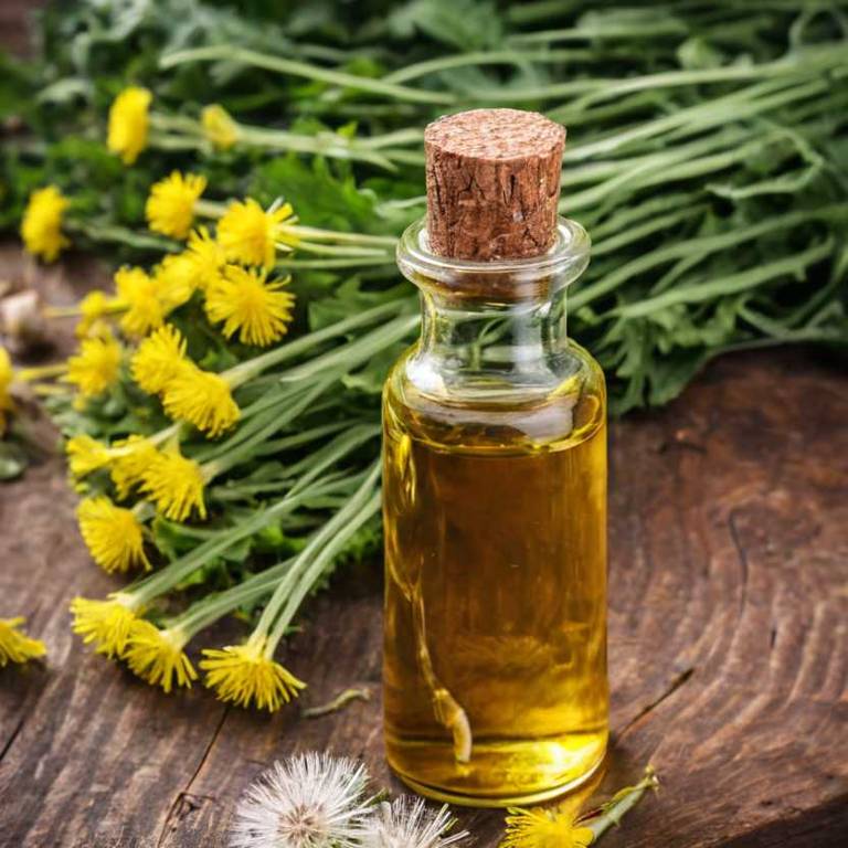 herbal tinctures for bruises Taraxacum officinale