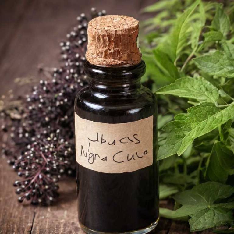 herbal tinctures for burning-feet Sambucus nigra