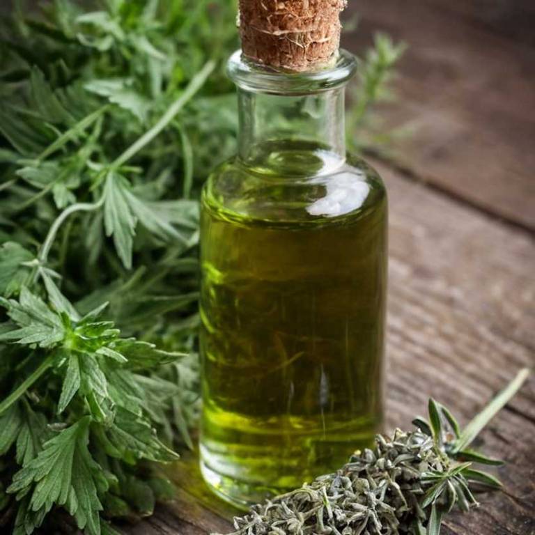 herbal tinctures for chills Artemisia absinthium