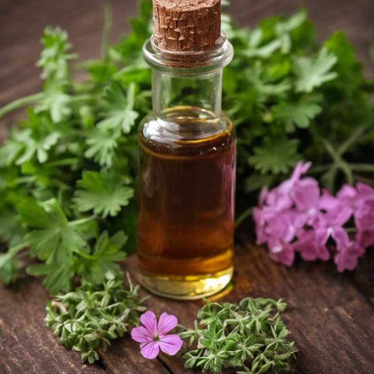 herbal tinctures for chronic-bronchitis Pelargonium sidoides