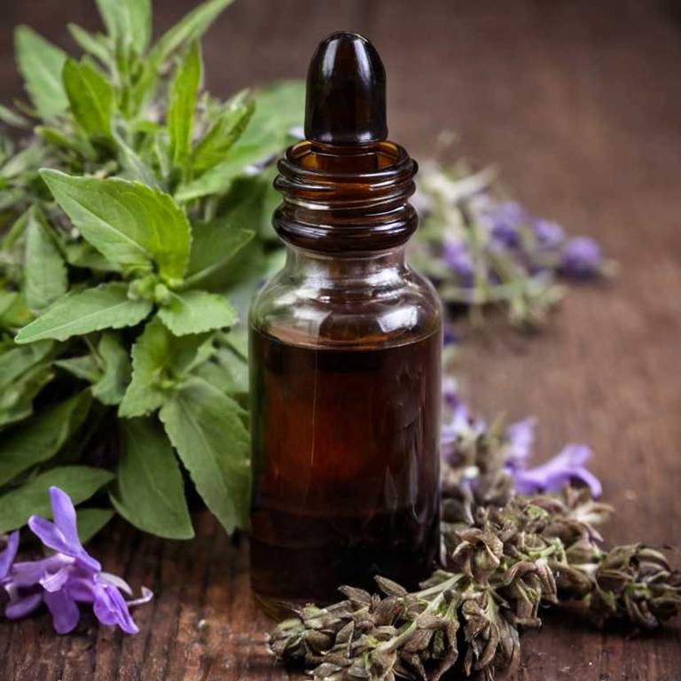 herbal tinctures for chronic-hepatitis Salvia officinalis