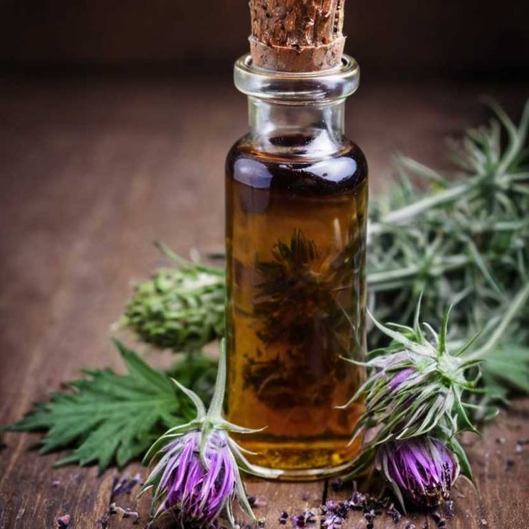 herbal tinctures for cirrhosis Silybum marianum