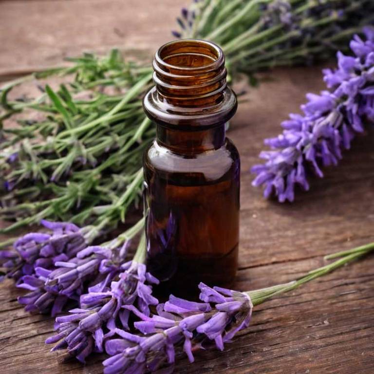 herbal tinctures for congestive-heart-failure Lavandula angustifolia