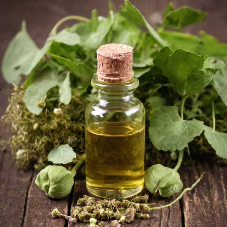 herbal tinctures for congestive-heart-failure Tilia platyphyllos