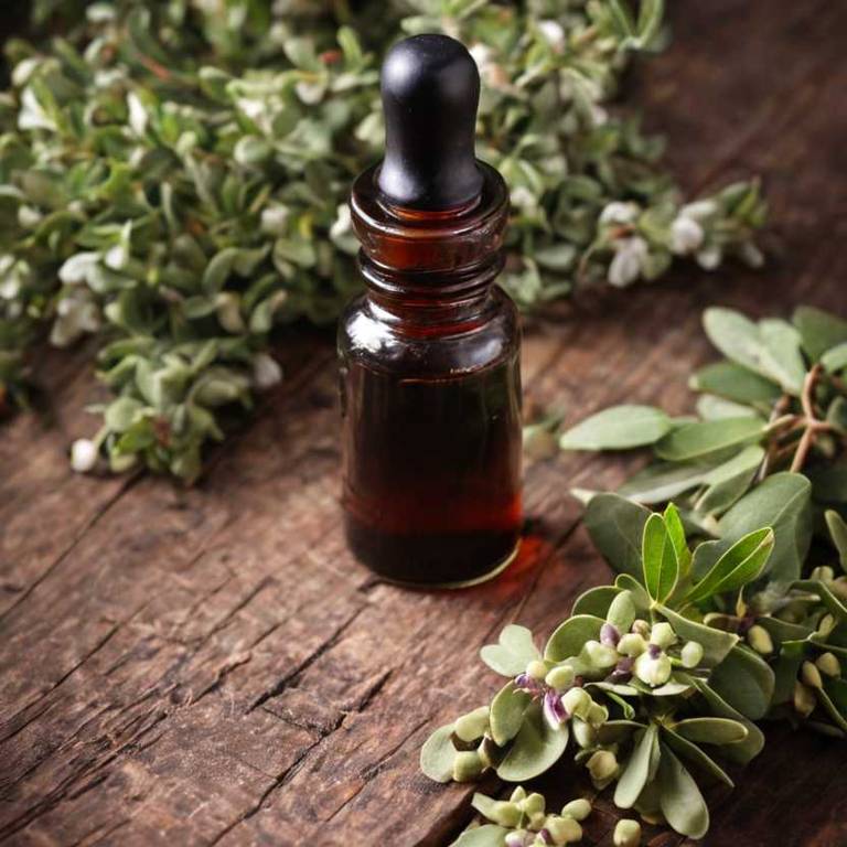 herbal tinctures for cystitis Arctostaphylos uva ursi