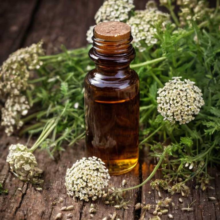 herbal tinctures for dandruff Achillea millefolium