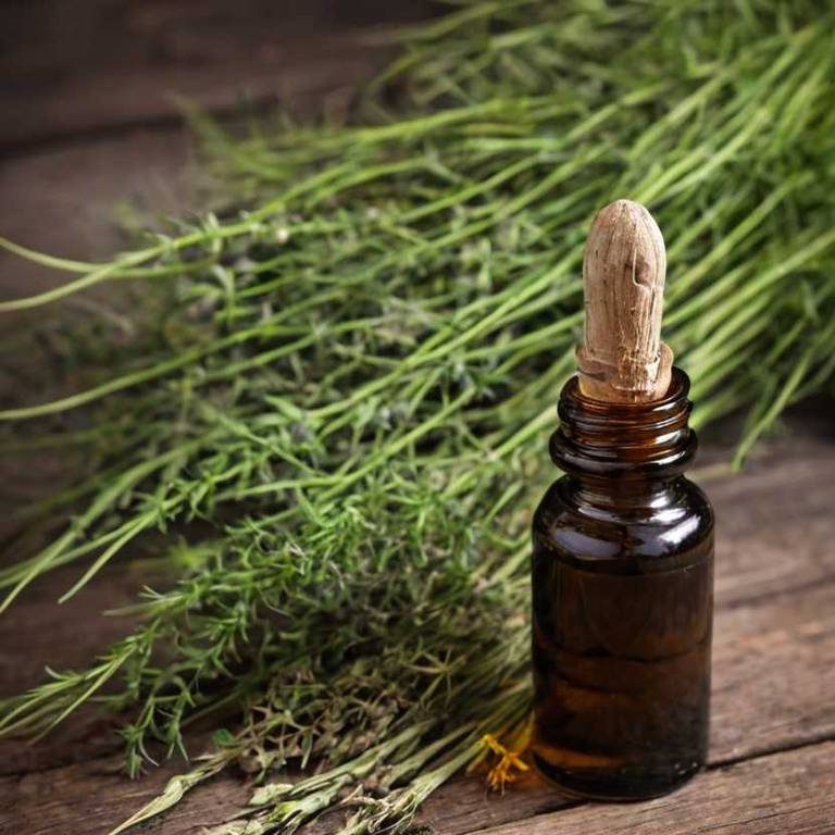 herbal tinctures for dandruff Equisetum arvense