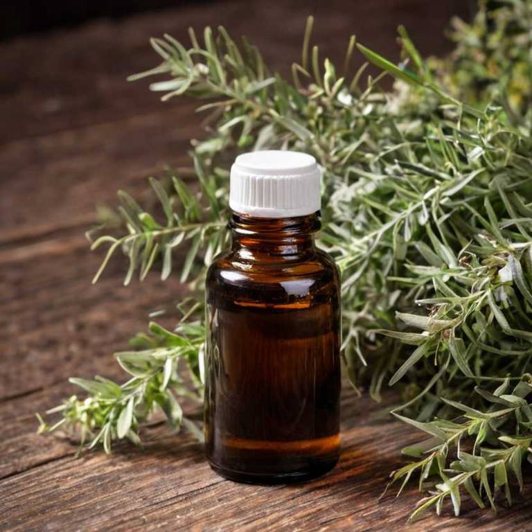 herbal tinctures for dandruff Melaleuca alternifolia