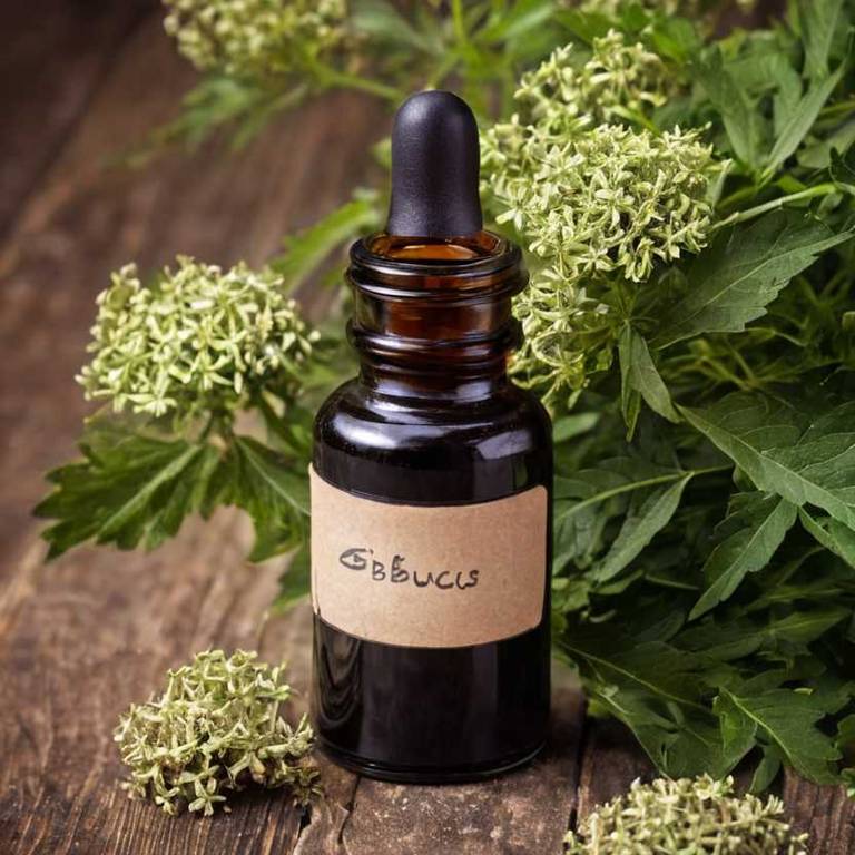 herbal tinctures for dark-circles Sambucus nigra