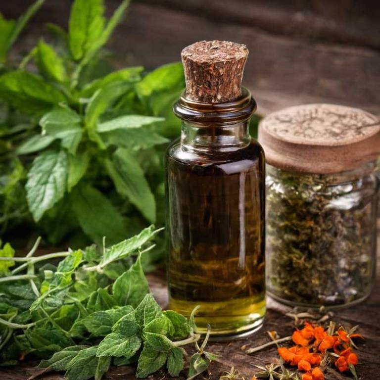 herbal tinctures for dehydration Pimenta dioica