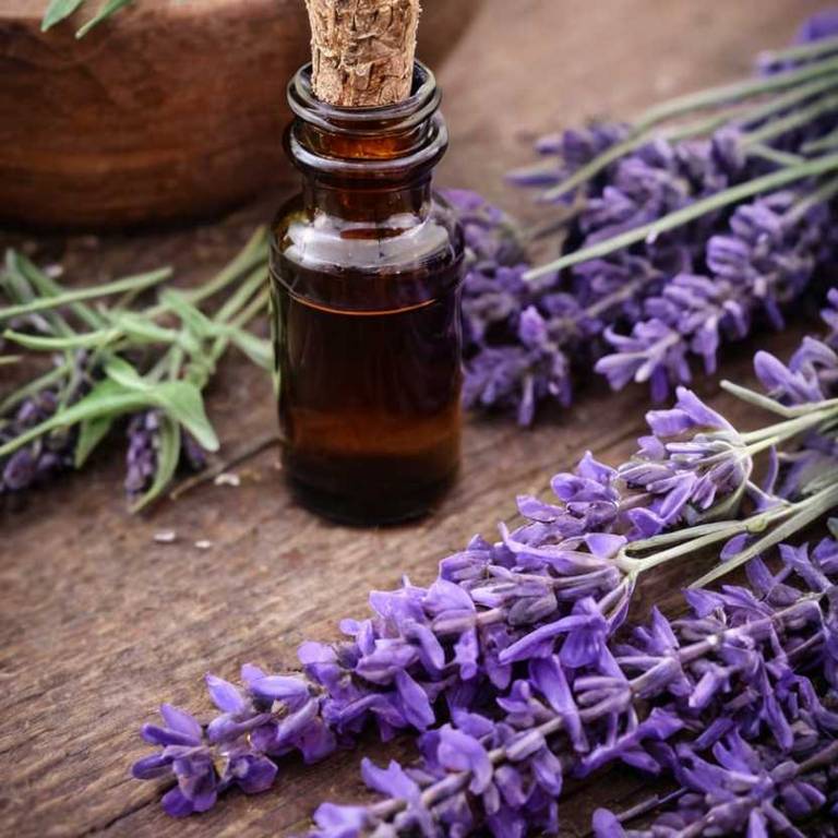 herbal tinctures for depression Lavandula angustifolia