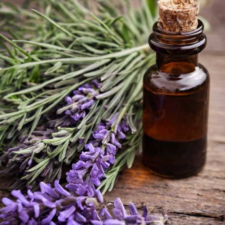 herbal tinctures for difficult-speaking Lavandula angustifolia