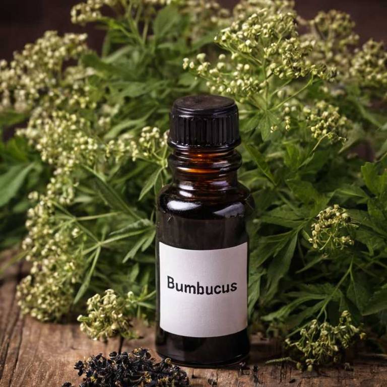 herbal tinctures for difficulty-chewing Sambucus nigra