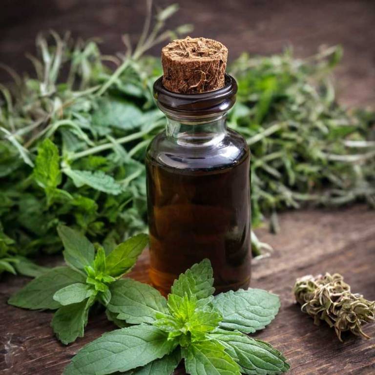 herbal tinctures for difficulty-swallowing Mentha x piperita