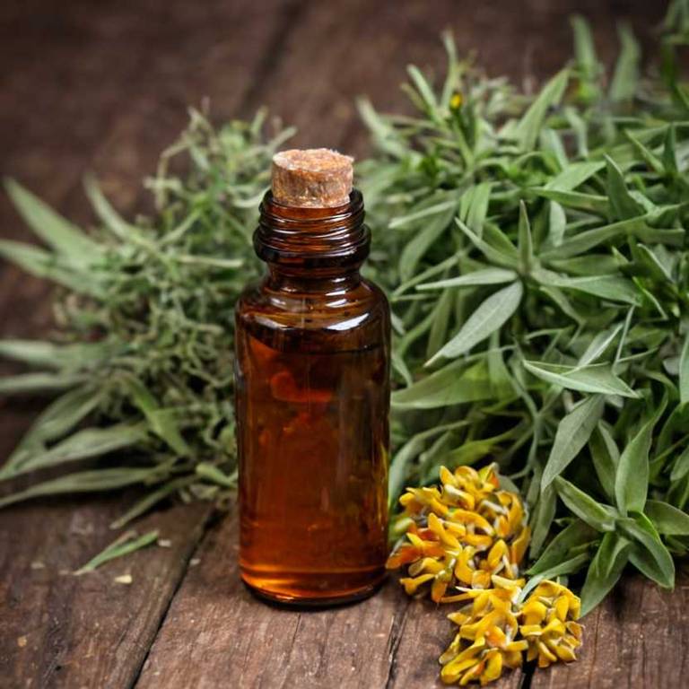 herbal tinctures for dizziness Asclepias tuberosa