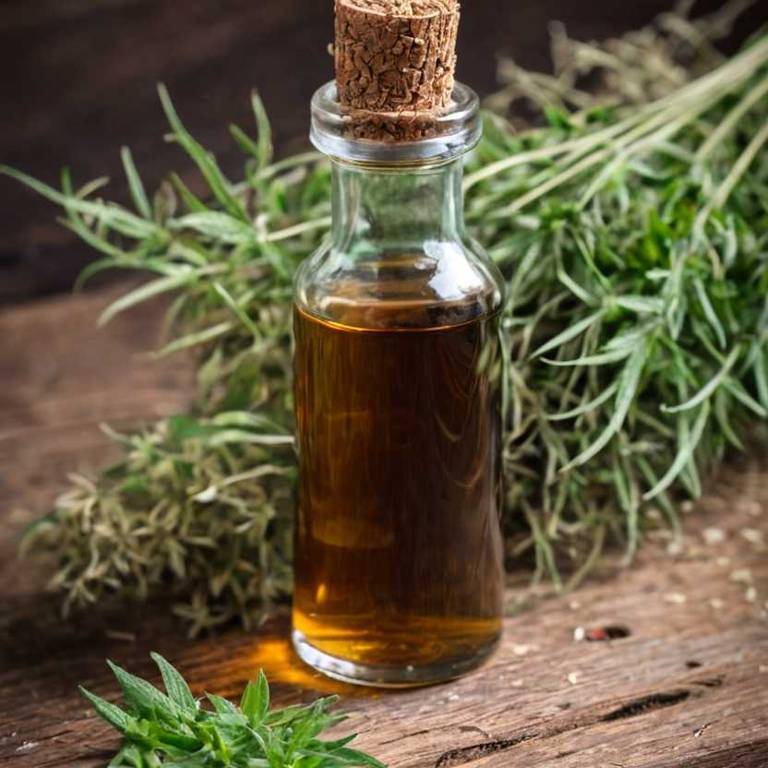 herbal tinctures for dry-hair Avena sativa