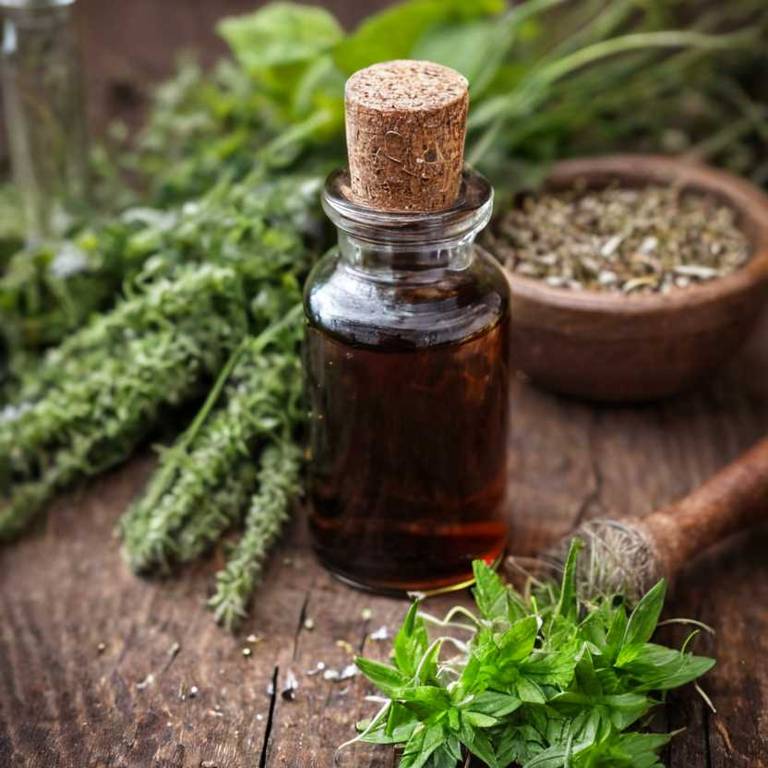 herbal tinctures for dry-lips Plantago major