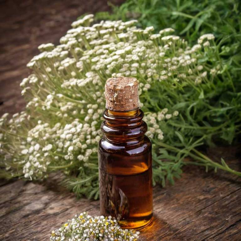 herbal tinctures for dry-throat Achillea millefolium