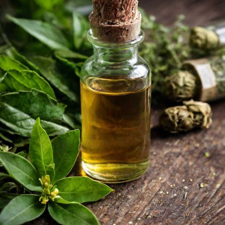 herbal tinctures for dry-throat Camellia sinensis