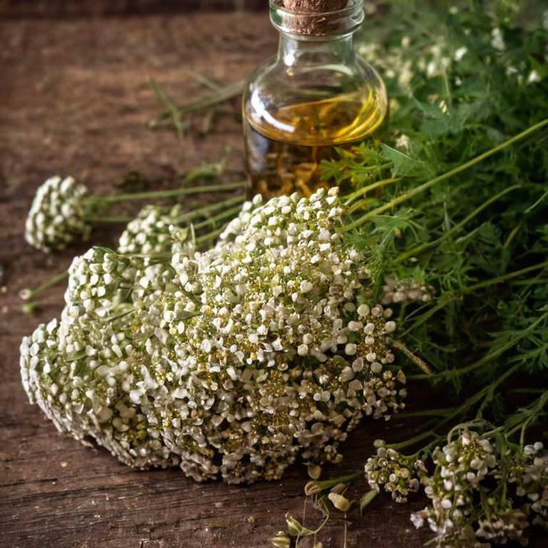 herbal tinctures for dysuria Achillea millefolium