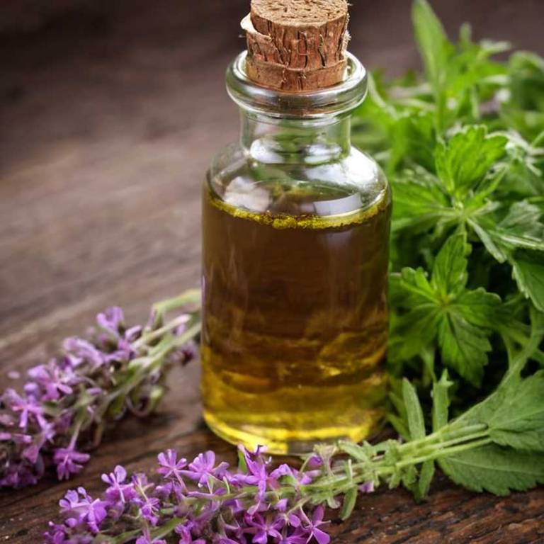 herbal tinctures for ear-blockage Verbena officinalis