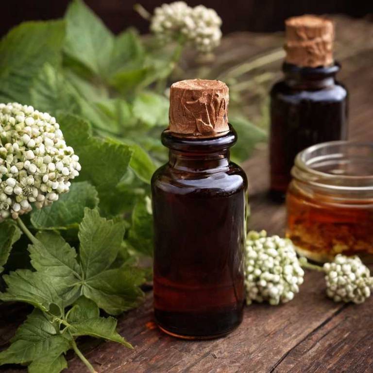 herbal tinctures for earache Viburnum prunifolium