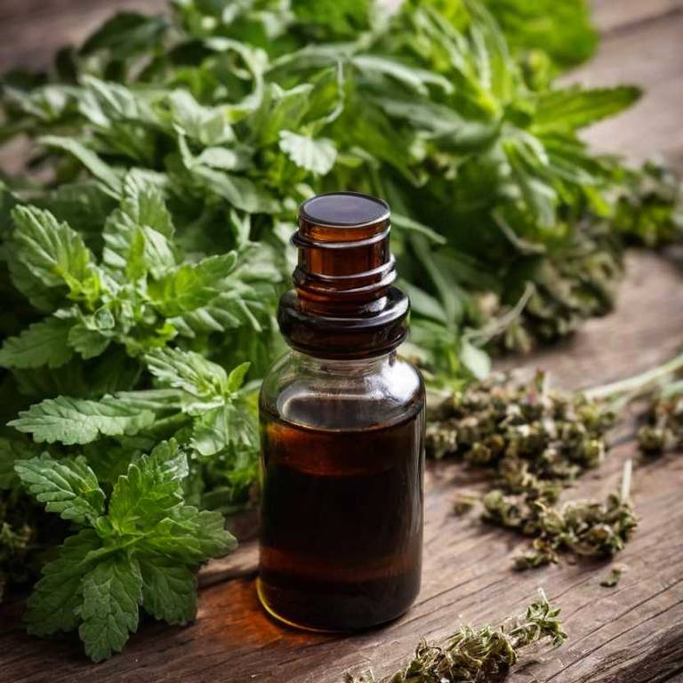 herbal tinctures for eczema Melissa officinalis