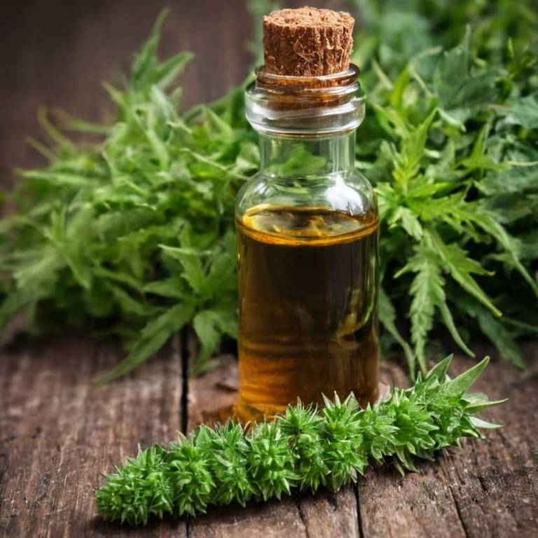 herbal tinctures for eczema Urtica dioica