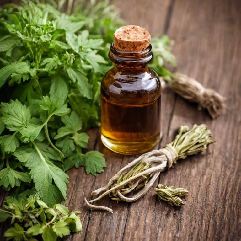 herbal tinctures for endometriosis-pain Angelica sinensis