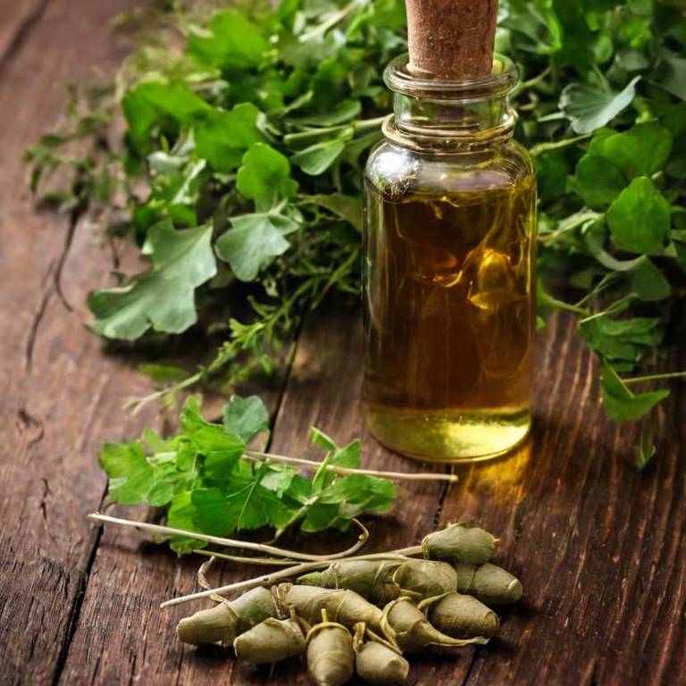 herbal tinctures for eye-strain Ginkgo biloba