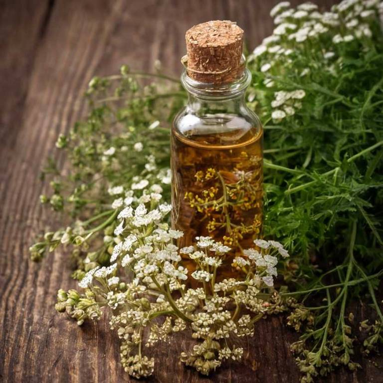 herbal tinctures for feverish-feeling Achillea millefolium