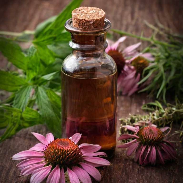 herbal tinctures for flu Echinacea angustifolia