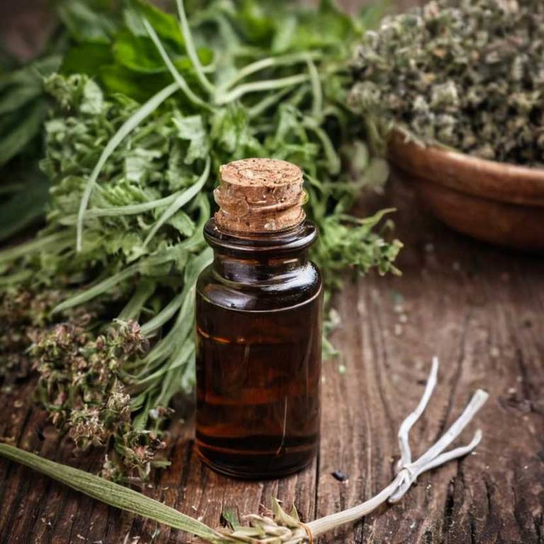 herbal tinctures for fluid-retention Plantago major