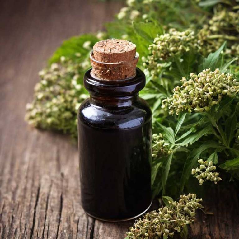 herbal tinctures for fungal-infection Sambucus nigra