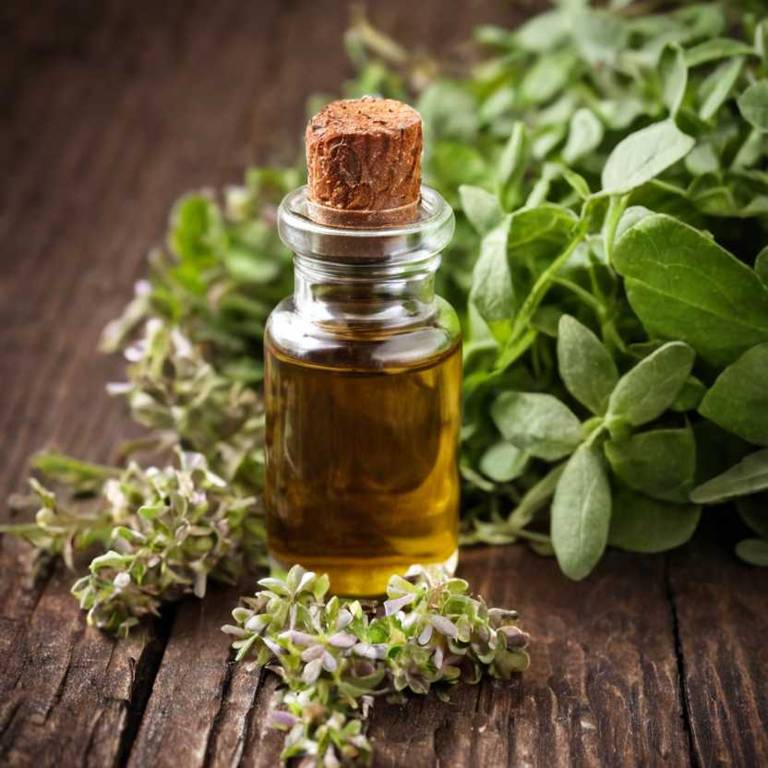 herbal tinctures for fungal-skin-infection Origanum vulgare